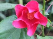 Hibiscus mutabilis rubrum. noctuelle