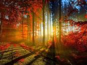 Wallpaper: L'automne s'affiche iPhone
