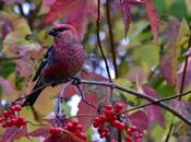 Dure journée pour durbecs…