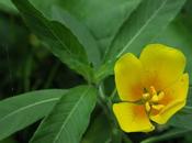 Ludwigie grandes fleurs (Ludwigia grandiflora)