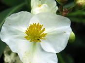Sagittaire larges feuilles (Sagittaria latifolia)