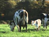 Patrice Gérard veau, vache territoire. Petit précis biodynamie