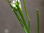 Cardamine hirsute (Cardamine hirsuta)