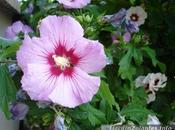 arbuste fleurs: l'hibiscus jardins althéa