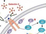 DIABÈTE: Galectine protéine fait résistance l'insuline Cell