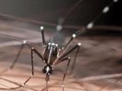 ZIKA: piste prometteuse traitement utero Nature