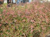 weigelia fleurs automne