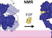 #cell #membranenative #RMN #EGFR Mesure l’Evolution dynamique l’EGFR cours l’activation dans membranes natives