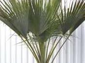 palmier d'ornement, bleu Mexique