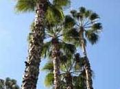 palmier décoratif: Californie washingtonia filifera