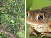 Zoom terre crapaud mal-aimés pourtant indispensables jardin