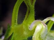 Germandrée jaunâtre (Teucrium flavum)