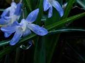 gloire neiges bulbe fleur bleue très précoce
