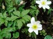 petite plante vivace fleurs blanches floraison mois Mars