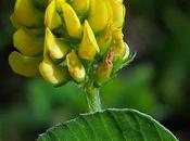 Luzerne lupuline (Medicago lupulina)