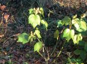 Hibiscus mutabilis hiver