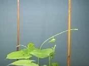 Comment plante grimpante fait elle pour s’accrocher