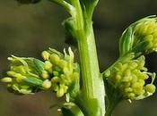 Réséda jaunâtre (Reseda luteola)