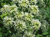 Conium maculatum (Grande cigüe)