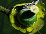 Nénuphar jaune (Nuphar lutea)
