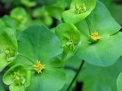 Euphorbe bois (Euphorbia amygdaloides)