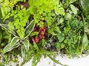 RECUP Apple Terrarium