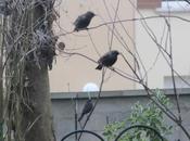 étourneaux sont c'est l'hiver