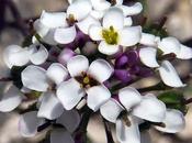 Ibéris amer (Iberis amara)