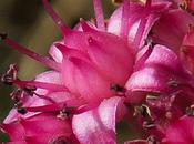 Orpin reprise (Hylotelephium telephium)