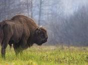 Découverte d'une nouvelle espèce bison confirmée l'art rupestre