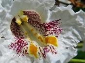 Catalpa commun (Catalpa bignonioides)