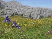 "insitu-flora" très beau site découvrir