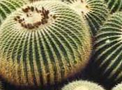 cactus désert mexicain: coussin belle mère echinocactus.