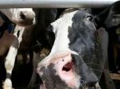 Protection animale abattoirs français vont être sous surveillance vidéo