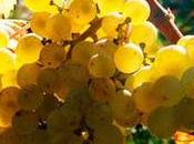 VOUVRAY, d’AOC (1936 2016) Chenin blanc majesté