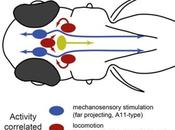 DOPAMINE stimuli sensoriels régulent dans cerveau Current Biology