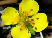 Potentille dressée (Potentilla erecta)