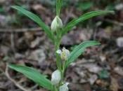 Avez-vous déjà rencontrer orchidées Albinos