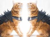 créée armures incroyables casques pour chat.