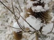 C'est Lorraine mais n'est chardon lorrain