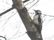 Pics sittelle, tambourineurs