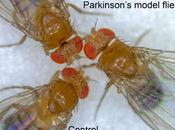 PARKINSON Cibler mitochondries pour booster neurones Cell Death Differentiation