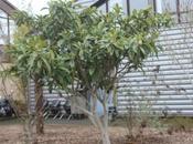 Eriobotrya japonica France