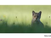 étapes pour photographier chat sauvage d’Europe