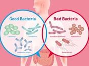 MICROBIOTE INTESTINAL bonnes mauvaises bactéries MHICN