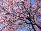 Diary Diet Objectif Body Peace