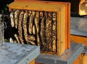 LeadBees concept innovant pour apiculteurs