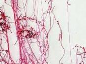 Galerie INSULA exposition GUACOLDA Trait pour trait Avril 2017