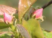 Pseudocydonia sinensis