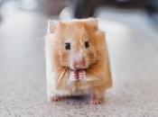 animaux tous jours, façon Minecraft.